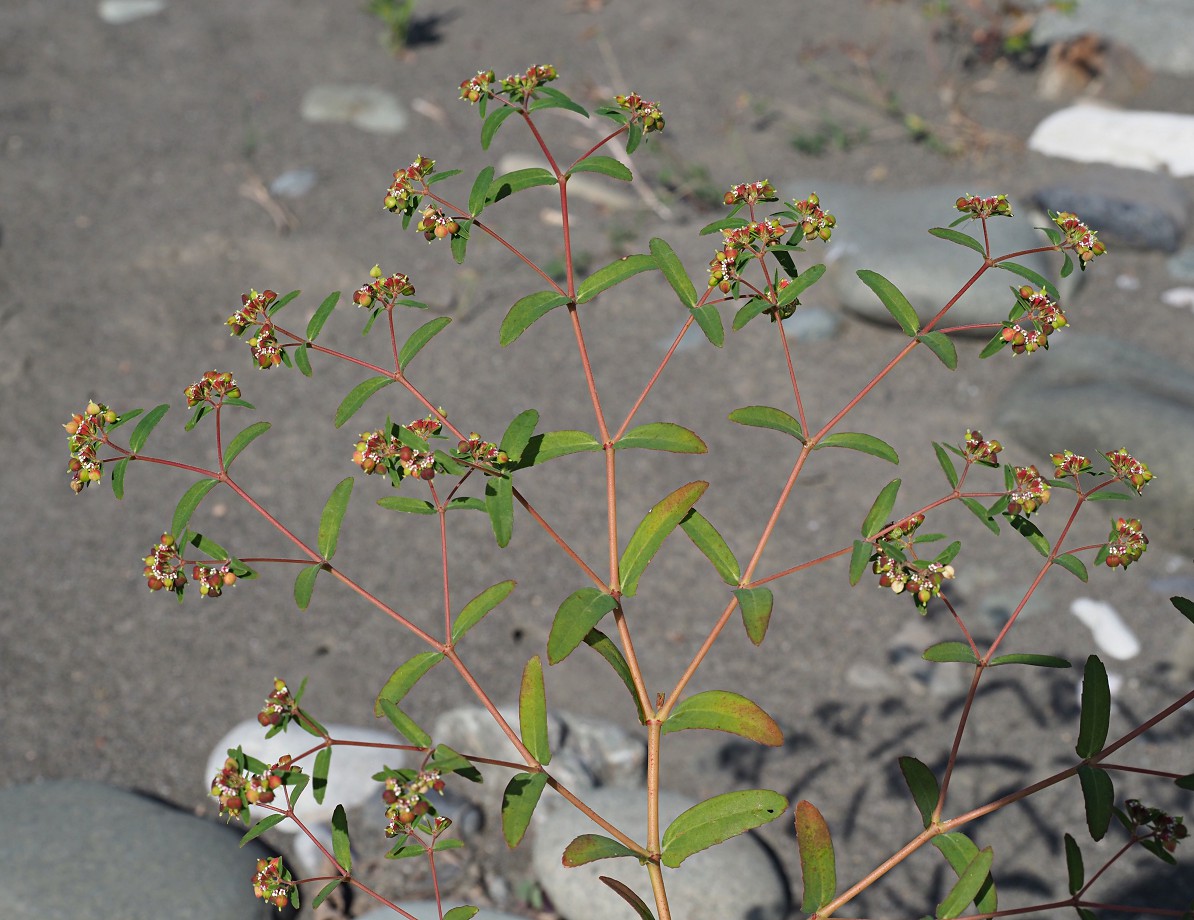 Image of Euphorbia nutans specimen.