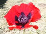 Papaver bracteatum