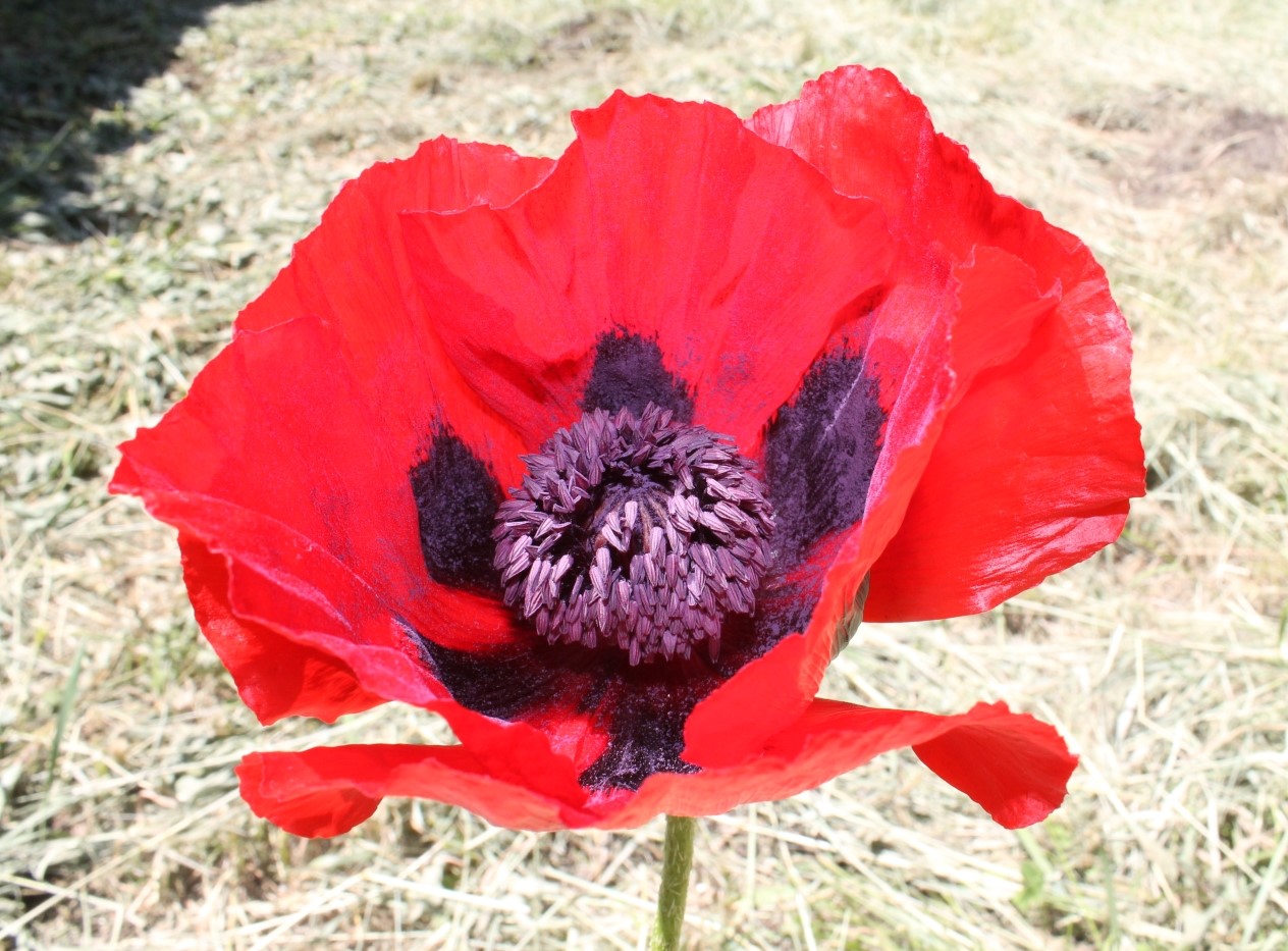 Image of Papaver bracteatum specimen.