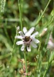 Silene lychnidea