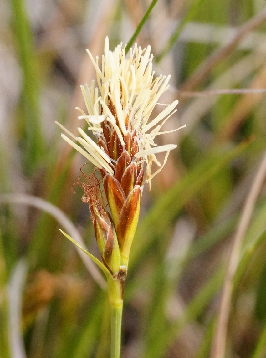 Image of Carex halleriana specimen.