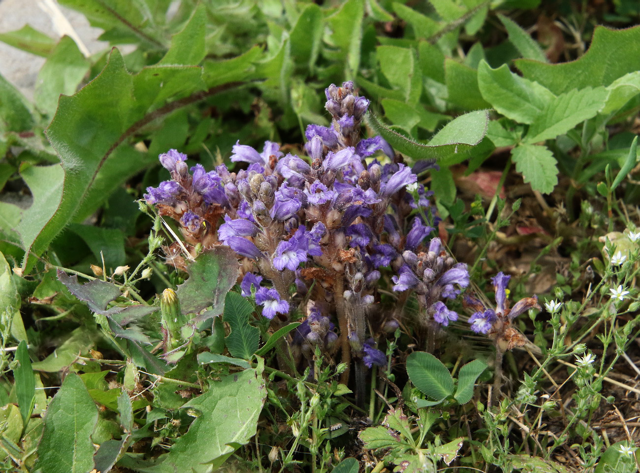 Image of genus Phelipanche specimen.