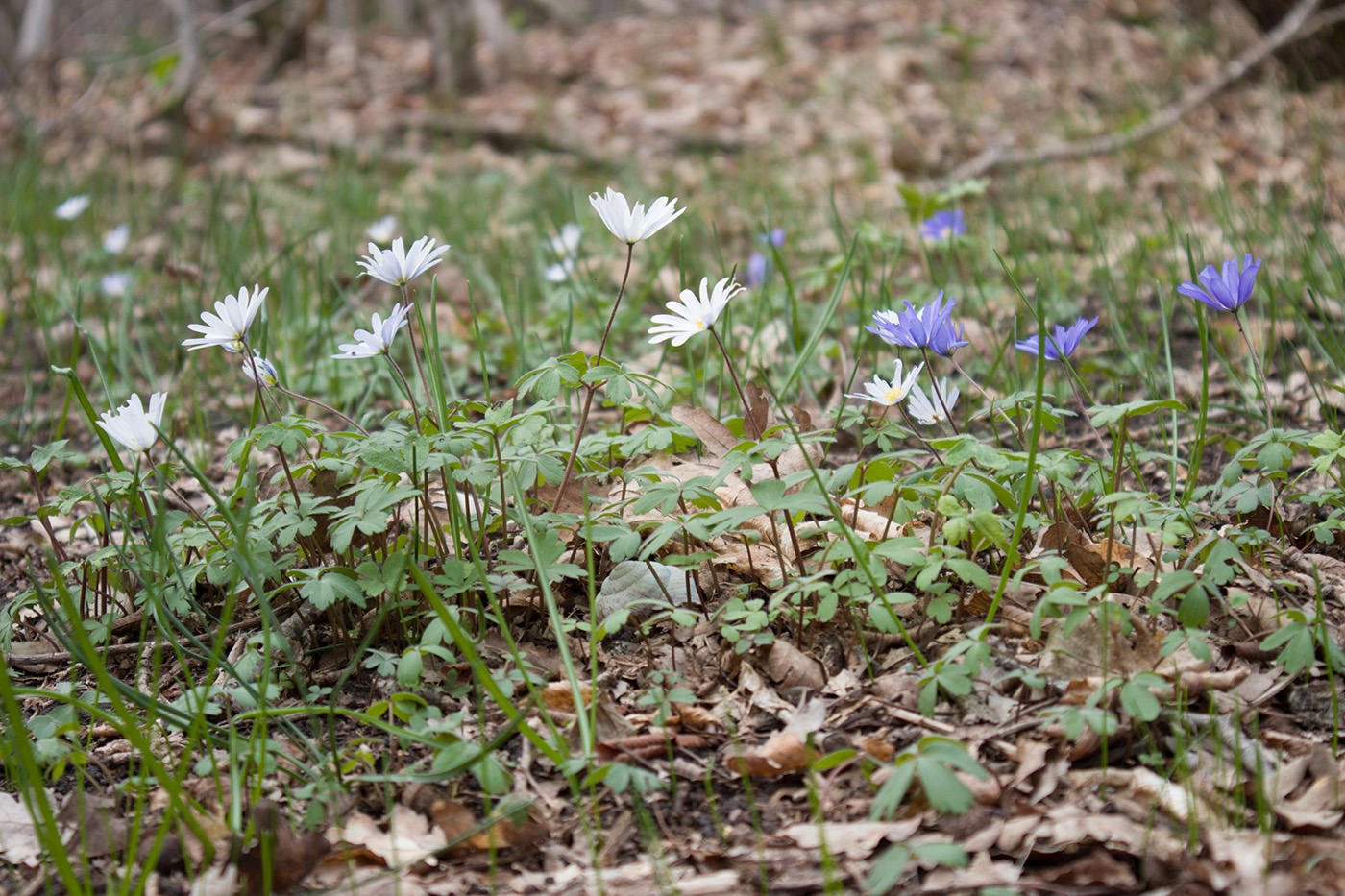 Image of Anemone banketovii specimen.