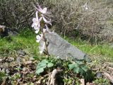 Corydalis glaucescens. Цветущее растение. Казахстан, Северный Тянь-Шань, горы Улькен-Богуты, пер. Кокпек, заросли кустарников на дне распадка. 2 апреля 2023 г.