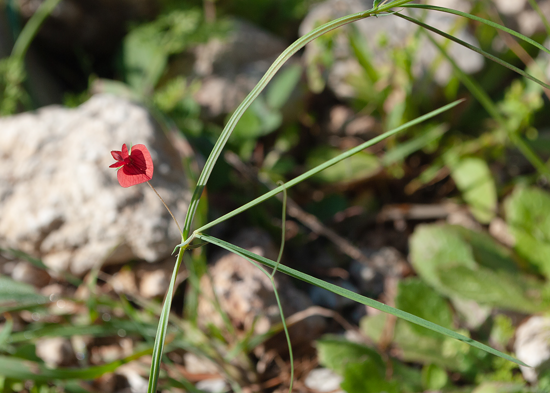 Изображение особи Lathyrus setifolius.