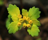 Chrysosplenium lectus-cochleae