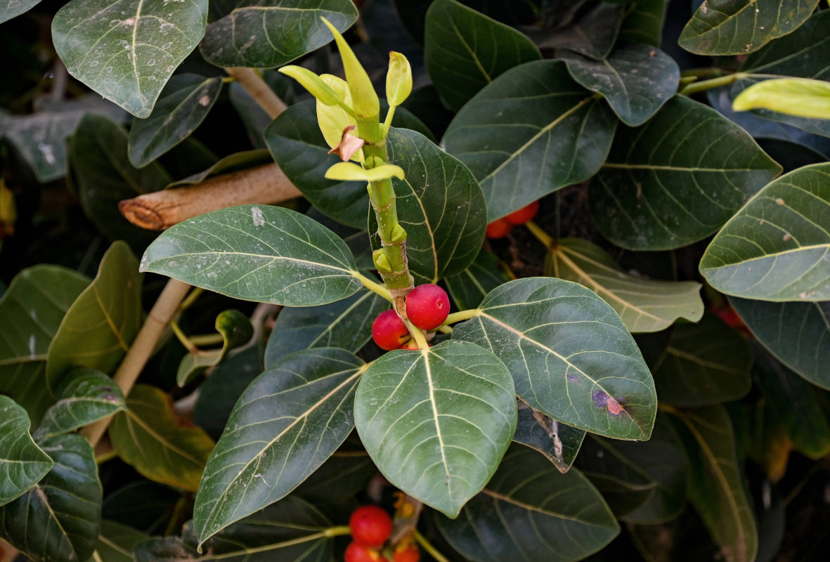 Изображение особи Ficus benghalensis.