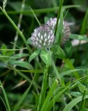 Trifolium diffusum