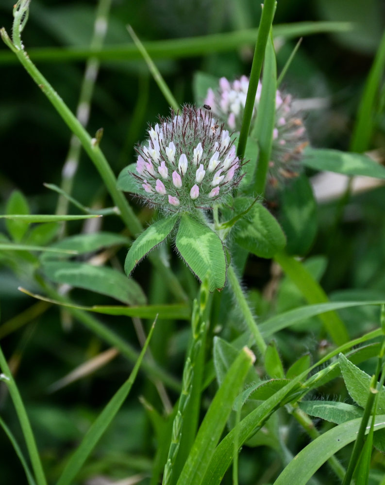 Image of Trifolium diffusum specimen.
