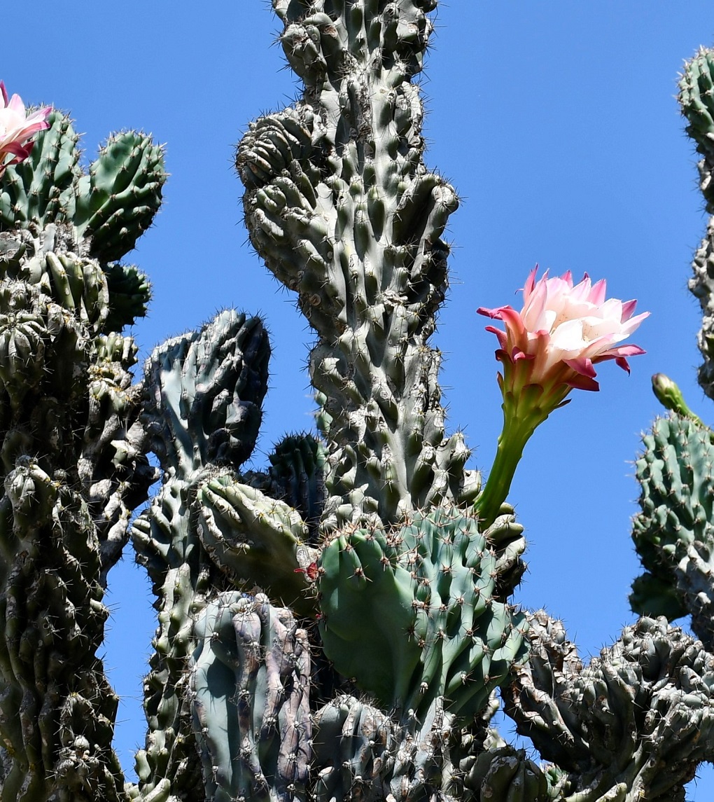 Изображение особи семейство Cactaceae.