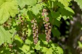 Ribes biebersteinii. Соцветия. Карачаево-Черкесия, Зеленчукский р-н, окр. пос. Архыз, долина р. София, поляна Ледниковая Ферма, хвойный лес с примесью берёзы. 12.06.2021.