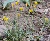 Crepis oreades