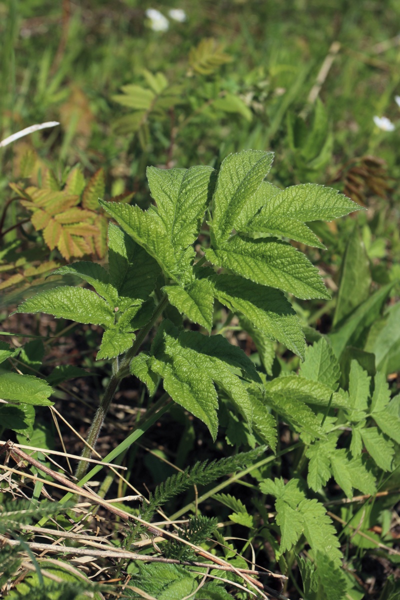 Изображение особи Chaerophyllum aromaticum.