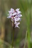 Dactylorhiza psychrophila. Соцветие. Мурманская обл., Кандалакшский р-н, Княжегубское вдхр., оз. Нотозеро, Листяные о-ва, небольшой заболоченный островок. 08.07.2023.