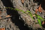 Lipandra polysperma