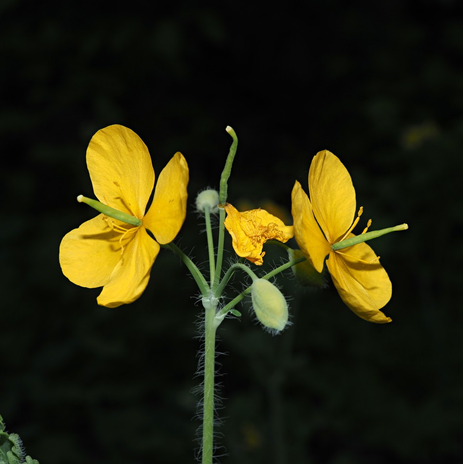 Image of Chelidonium majus specimen.