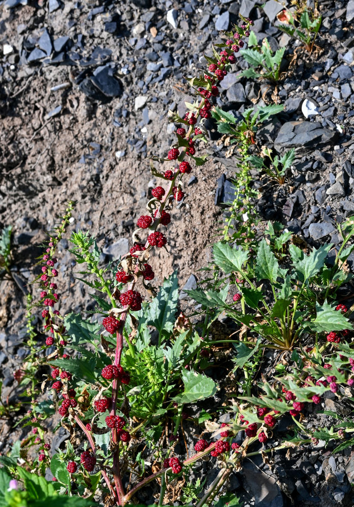 Image of Blitum virgatum specimen.