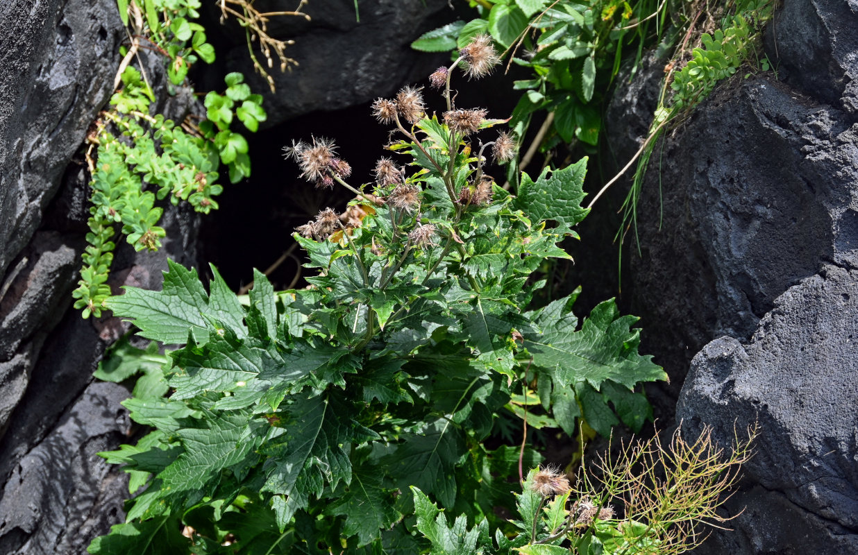 Image of Cirsium kamtschaticum specimen.