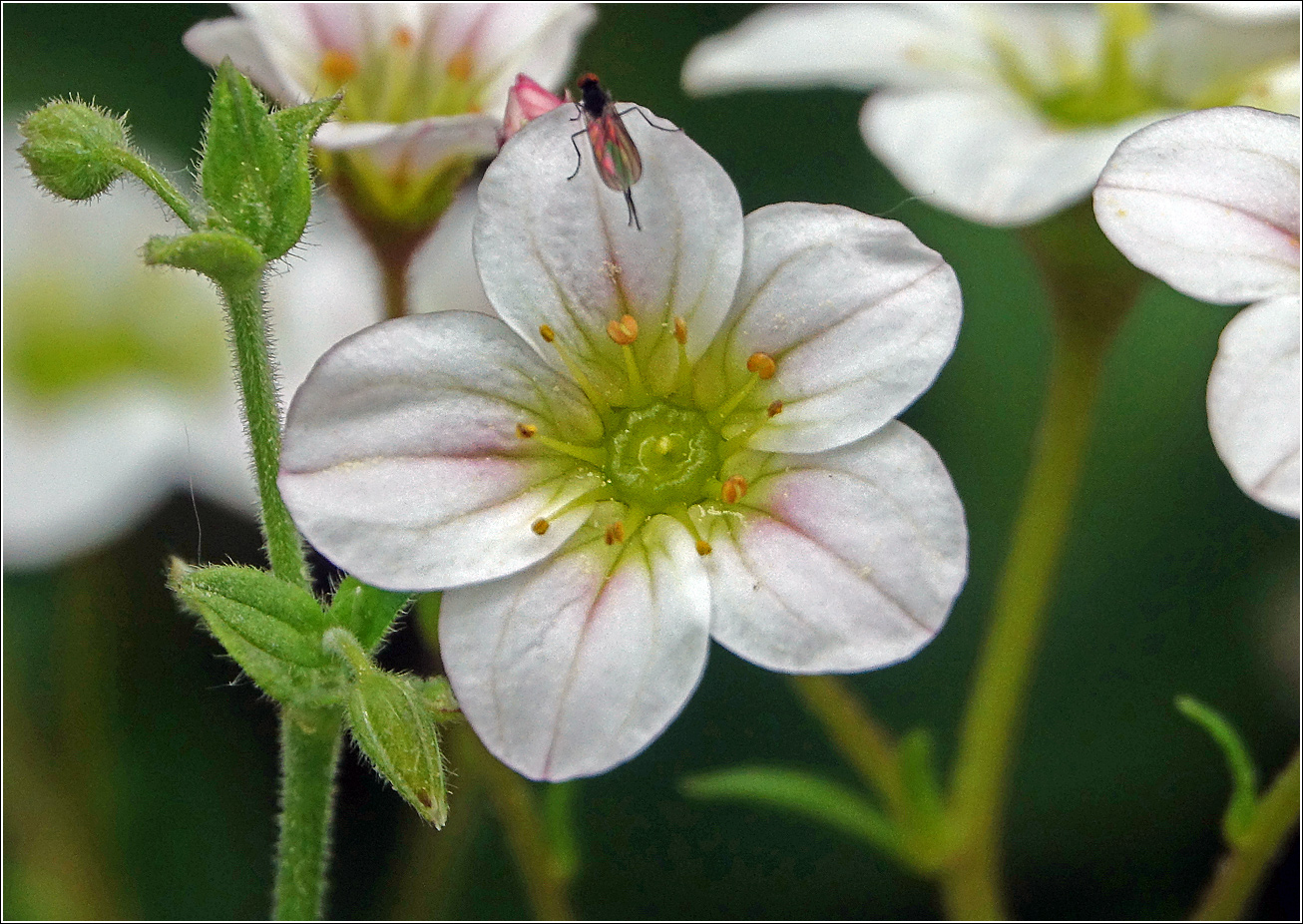 Image of Saxifraga × arendsii specimen.