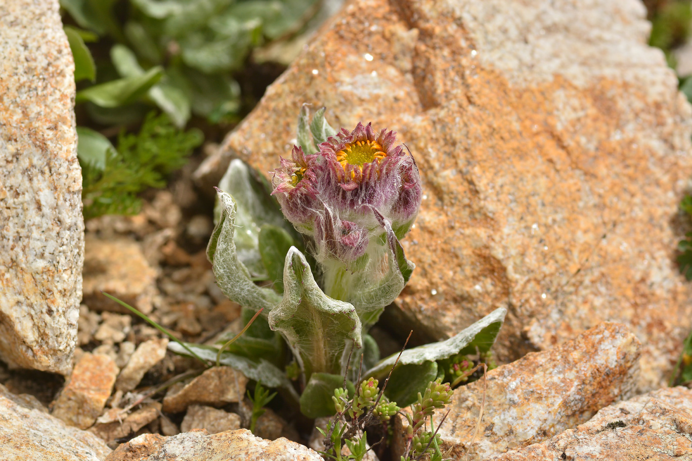 Image of Tephroseris karjaginii specimen.