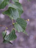 Tilia cordata. Верхушка плодоносящей веточки; листья с грибными(?) поражениями. Чечня, Шаройский р-н, бассейн р. Цесиахк, нижняя часть долины левого притока, левый берег. 10 августа 2023 г.