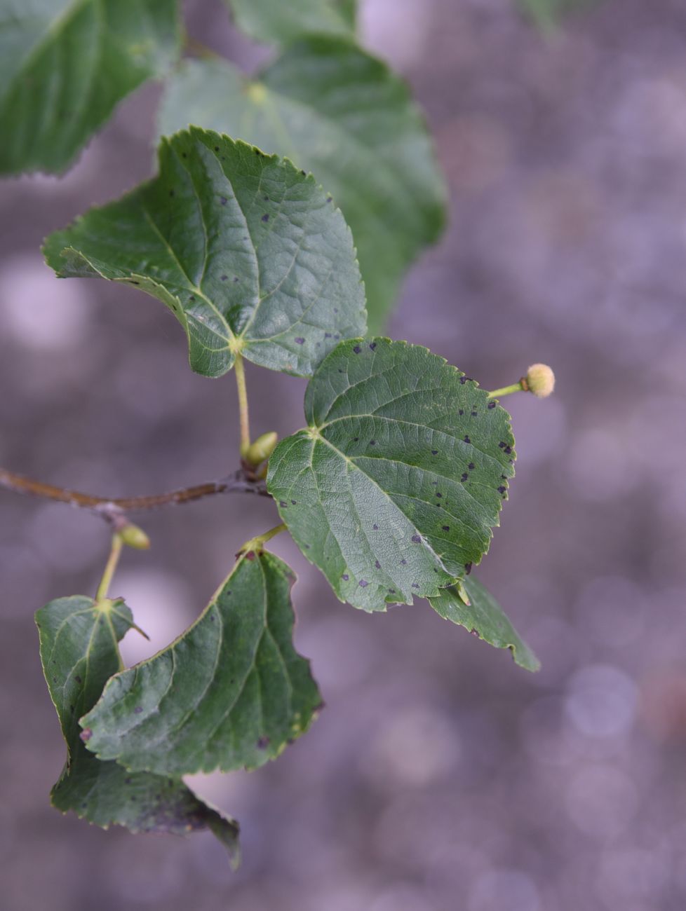 Изображение особи Tilia cordata.