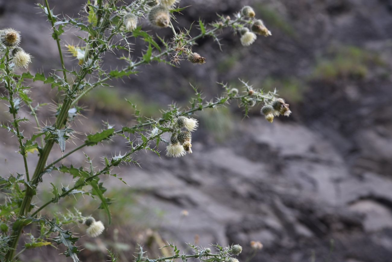 Image of Cirsium echinus specimen.
