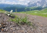 Tragopogon reticulatus. Бутонизирующие растения. Адыгея, Кавказский биосферный заповедник, гора Гузерипль, ≈ 2150 м н.у.м., осыпной склон из ожелезнённого песчаника. 28.06.2023.