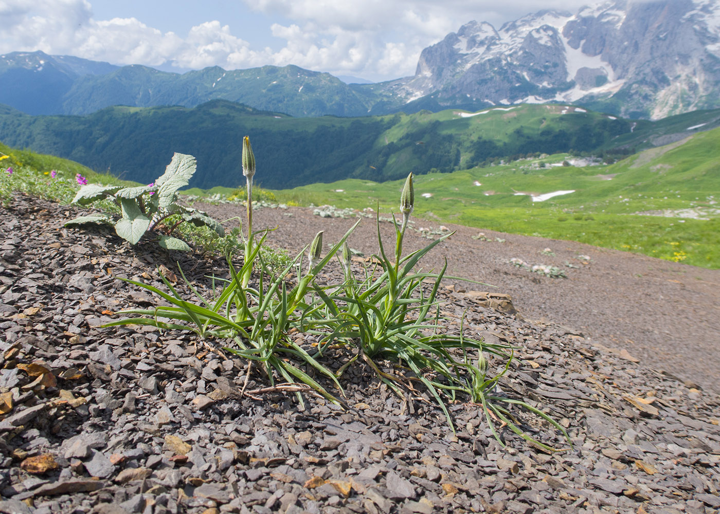 Изображение особи Tragopogon reticulatus.