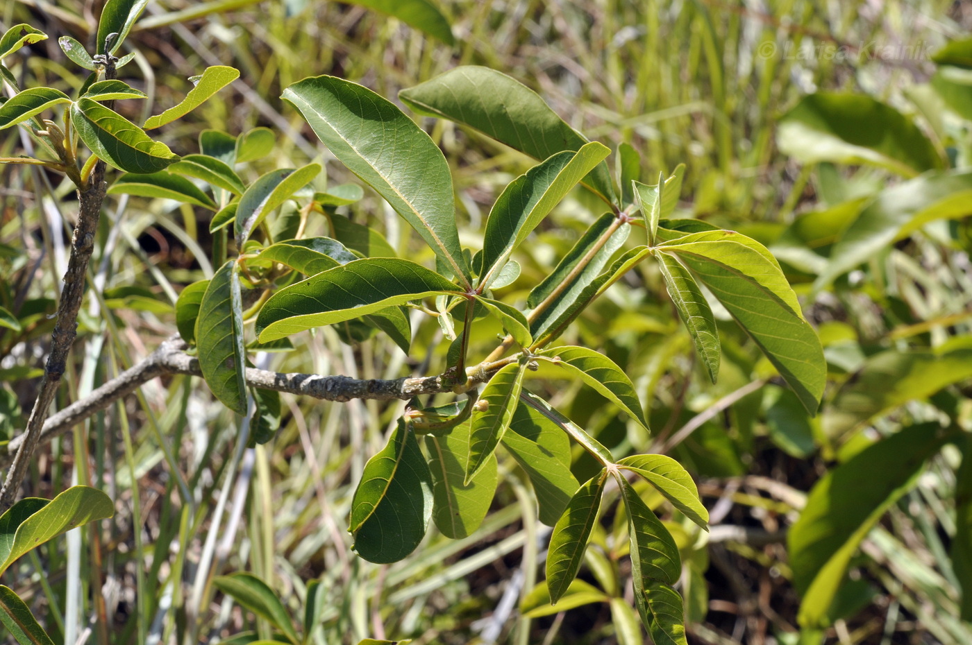 Изображение особи Vitex pinnata.