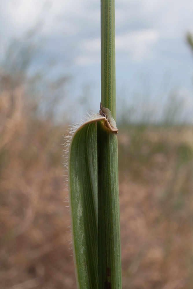 Изображение особи Agropyron pectinatum.