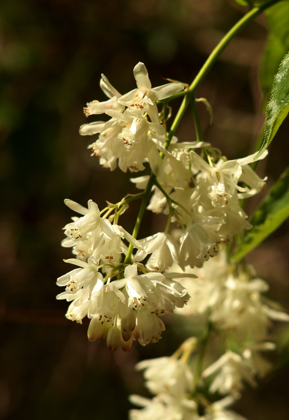 Image of Staphylea colchica specimen.