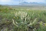 Hedysarum candidum
