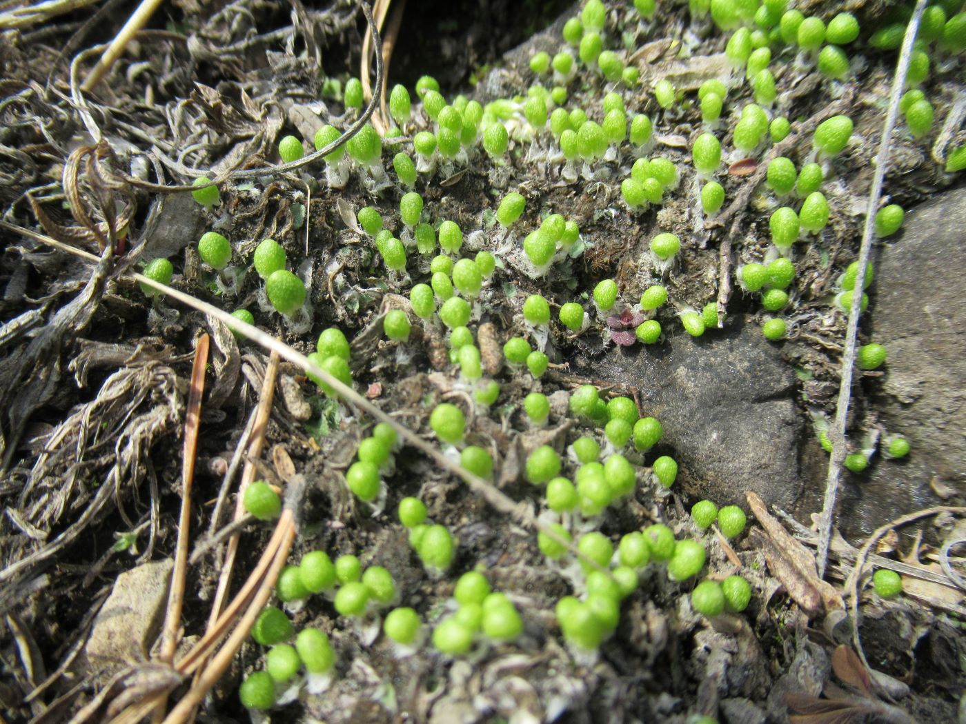 Изображение особи Asterella saccata.