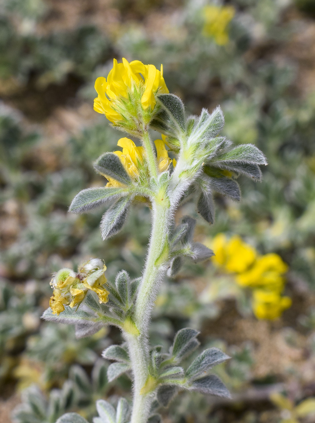 Изображение особи Medicago marina.