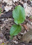 Arum elongatum. Вегетирующее растение. Краснодарский край, Крымский р-н, окр. станицы Неберджаевская, ур. Малый Яр, буково-грабово-дубовый лес. 23.02.2024.