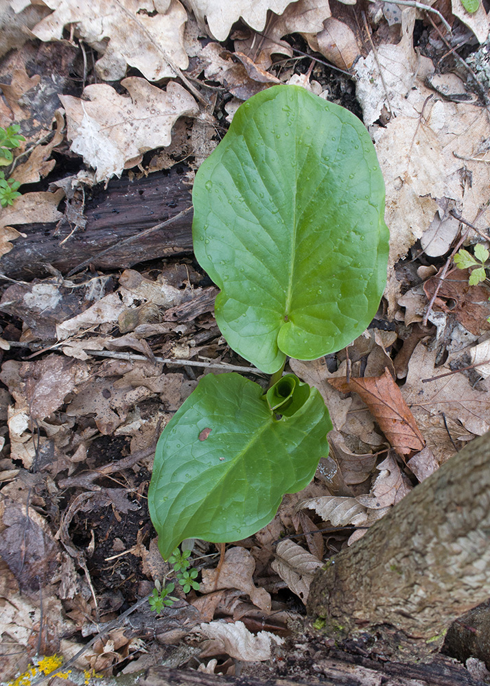 Image of Arum elongatum specimen.