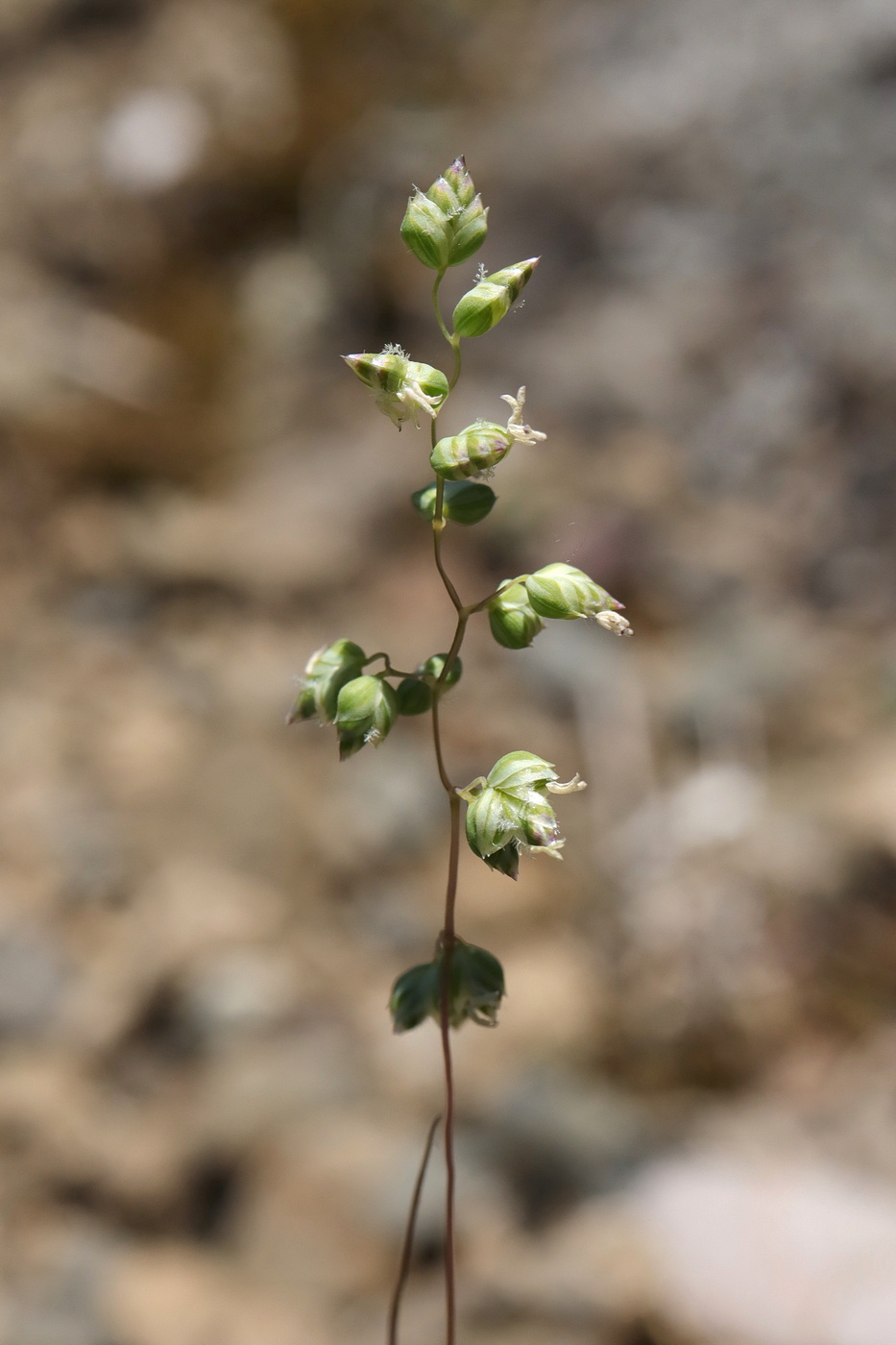 Image of Brizochloa humilis specimen.