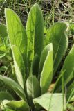 Verbascum thapsus