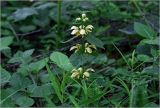 Galeobdolon luteum