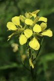 Brassica juncea