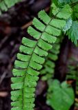 Adiantum malesianum