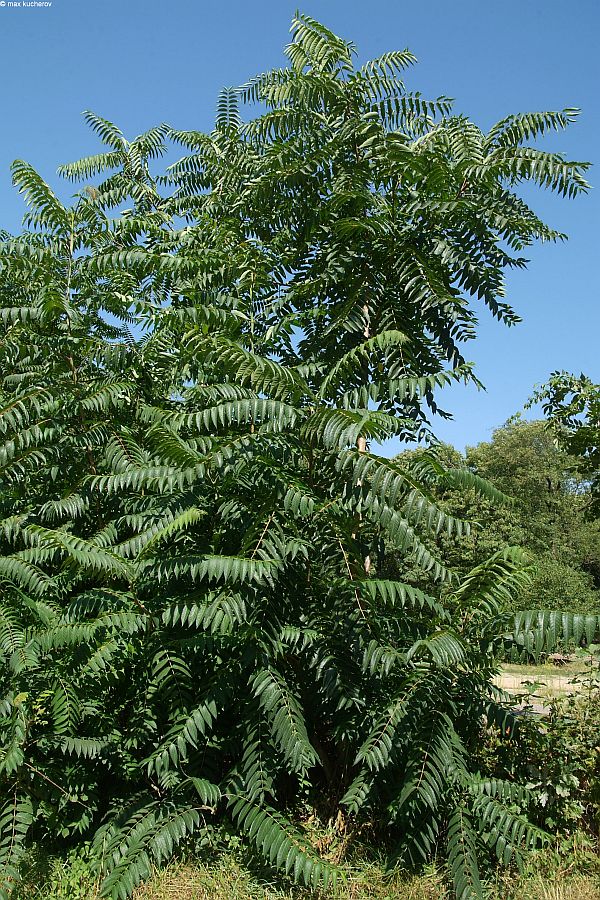 Изображение особи Ailanthus altissima.