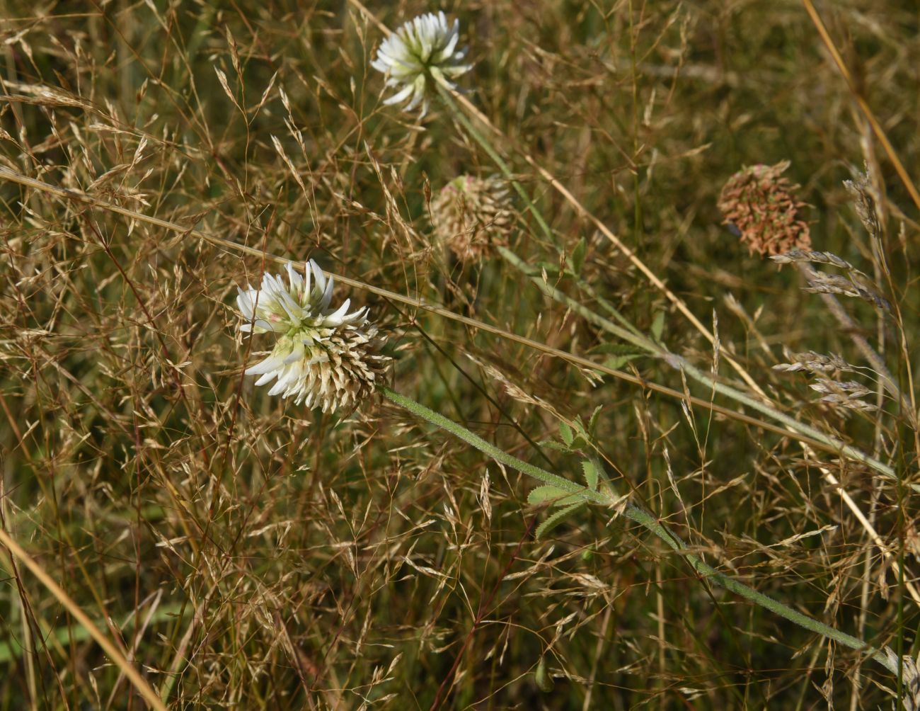 Image of Trifolium montanum specimen.