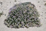 genus Oxytropis