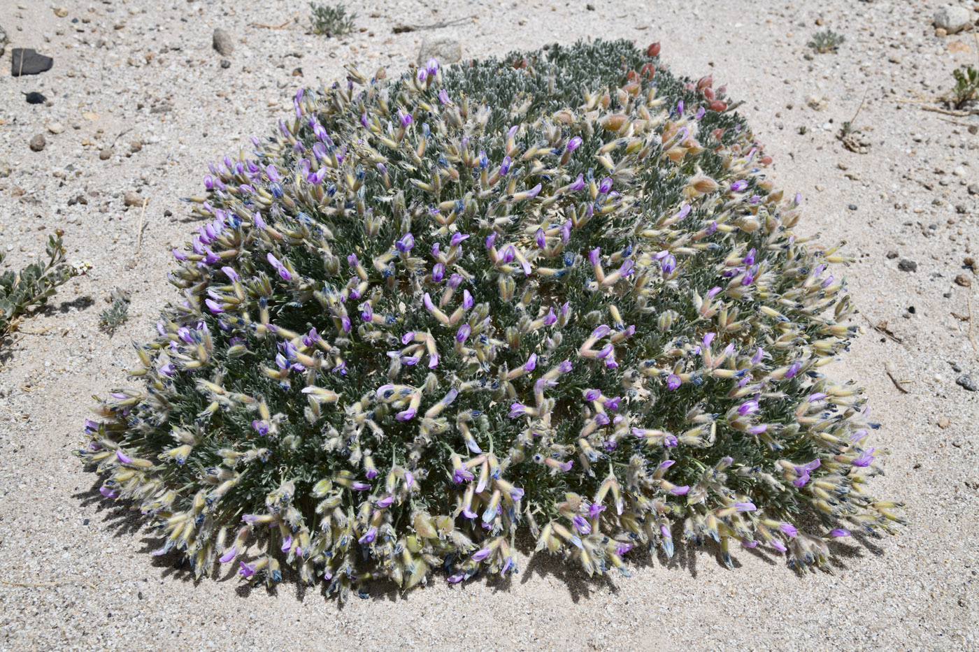 Image of genus Oxytropis specimen.