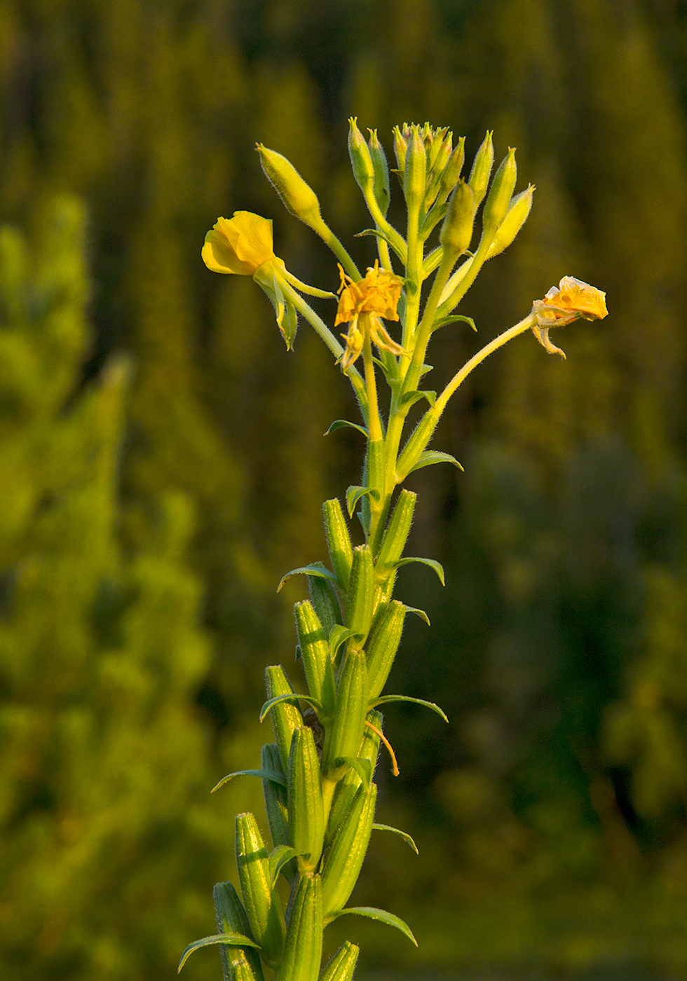 Image of Oenothera paradoxa specimen.