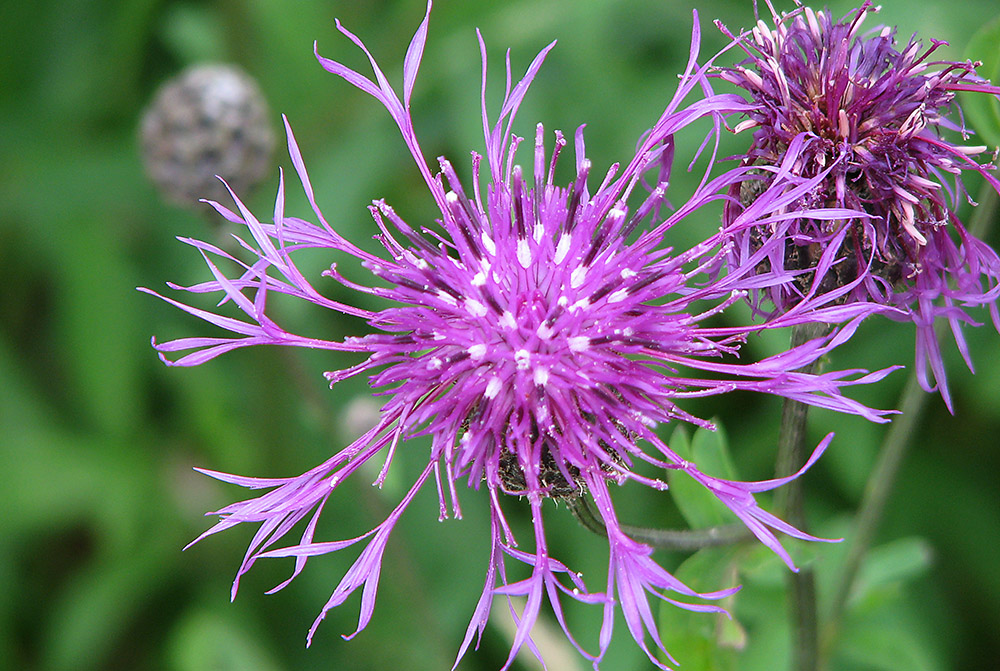 Изображение особи Centaurea scabiosa.