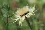Pilosella officinarum