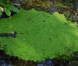 Callitriche palustris